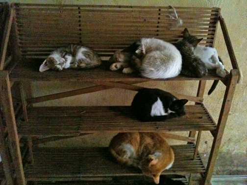 Cat Condominium, Fez Medina