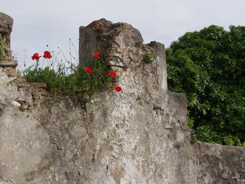 Poppies, ruined wall